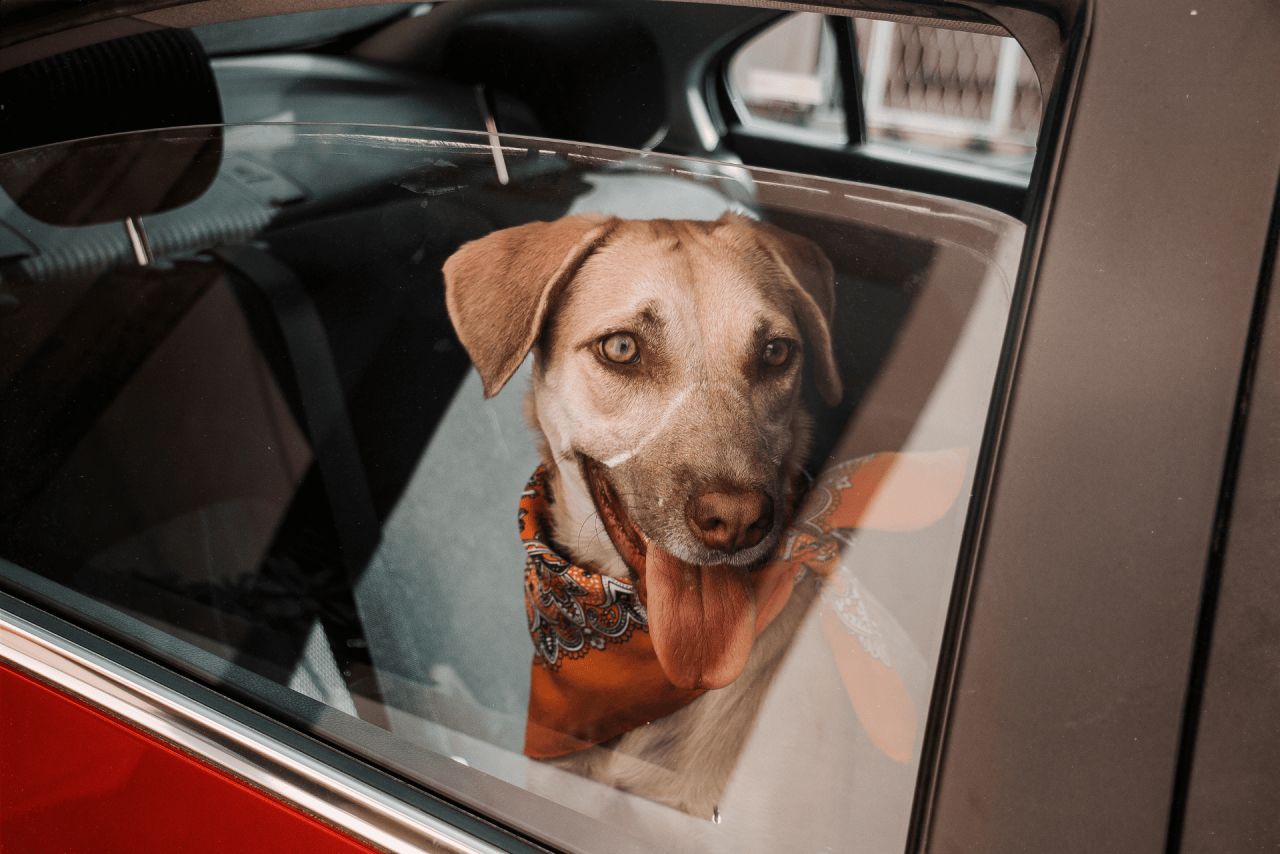 How to transport your pet in the car? - Store Latina How To Safely Transport Pets In Vehicle